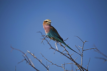 Lilac breasted roller (Coracias caudata) in tree, Etosha National Park, Namibia, Africa