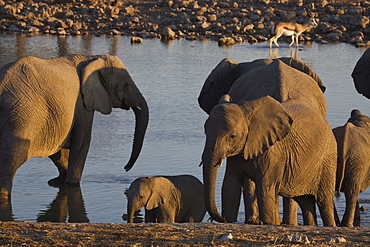 Elephants (Loxodonta africana) at a waterhole, Okaukuejo, Etosha National Park, Namibia, Africa