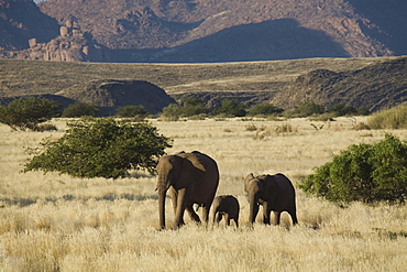 Desert Elephant (Loxodonta africana) family, Aba-Huab River Valley, Damaraland, Namibia, Africa