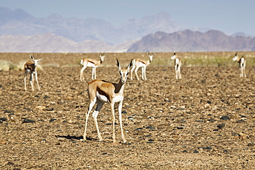 Springbok (Antidorcas marsupialis) in the Namib Desert at Sossusvlei, Namibia, Africa