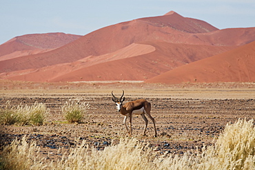 Springbok (Antidorcas marsupialis) in the Namib Desert at Sossusvlei, Namib-Naukluft Park, Namibia, Africa