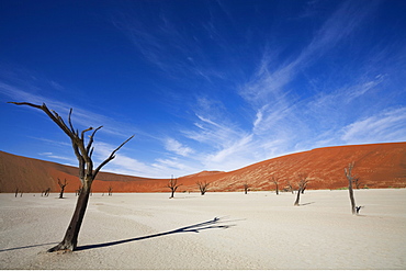 Dead Vlei, Sossusvlei, Namib-Naukluft Park, Namib Desert, Namibia, Africa