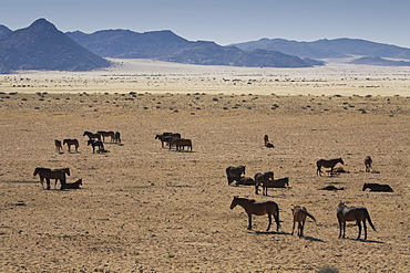 Wild horses, near Aus, Namib Desert, Namibia, Africa