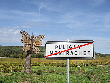 Puligny Montrachet vineyards, Route des Grands Crus, Cote d'Or, Burgundy, France, Europe