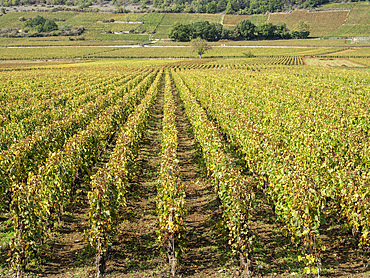 Puligny Montrachet vineyards, Route des Grands Crus, Cote d'Or, Burgundy, France, Europe