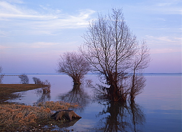 Tranquil scene of bare tree reflected in the water of the lake in winter, Lac du Der Chantecoq in the Champagne Ardennes, France, Europe