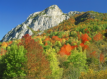 Landscape with woodland of trees in autumn colours and rocky peak beyond, near Montsegur, in Arege, Midi-Pyrenees, France, Europe