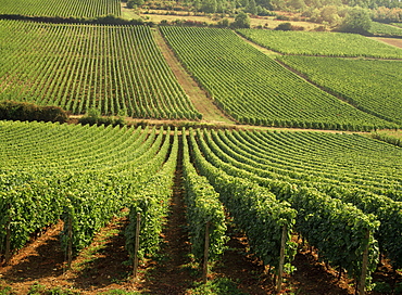 Vineyards near Lugny, Burgundy (Bourgogne), France, Europe