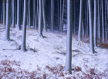 Tree trunks covered in snow in Cumbria, England 