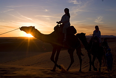 Dromedaries taking tourists on a sunset ride, Merzouga, Morocco, North Africa, Africa