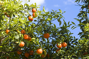 Trees laden with oranges, Sidi Bou Said, Tunisia, North Africa, Africa