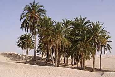 The beginning of the Sahara Desert, Douz, Tunisia, North Africa, Africa