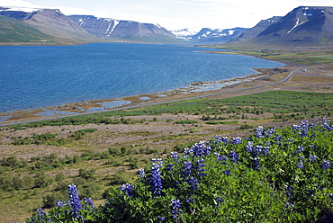 Wildflowers in the West Fjords, Iceland, Polar Regions