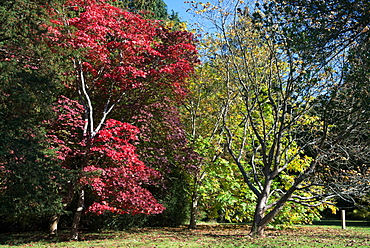 Autumn colours, Westonbirt National Arboretum, Gloucestershire, England, United Kingdom, Europe