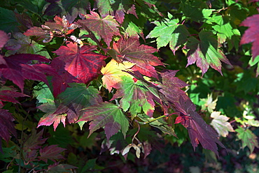 Autumn colours, Westonbirt National Arboretum, Gloucestershire, England, United Kingdom, Europe