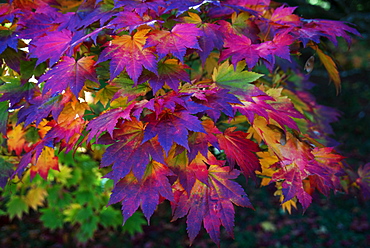 Autumn colours, Westonbirt National Arboretum, Gloucestershire, England, United Kingdom, Europe