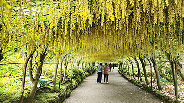 Laburnum Grove, Bodnant Gardens, Conwy, Wales, United Kingdom, Europe