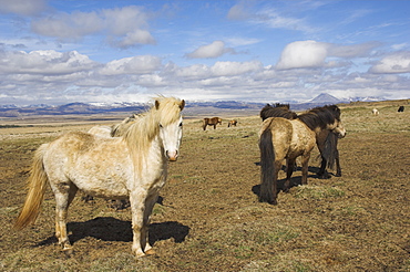 Icelandic horses, West area, Iceland, Polar Regions