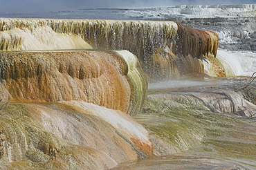 Canary Spring, Mammoth Hot Springs, Yellowstone National Park, UNESCO World Heritage Site, Wyoming, United States of America, North America