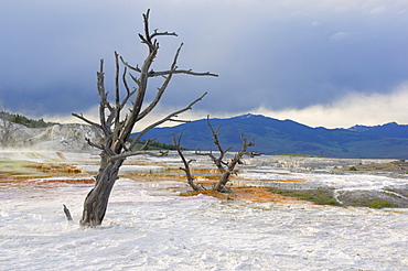 Dead trees at the top of Canary Spring, Main Terrace, Mammoth Hot Springs, Yellowstone National Park, UNESCO World Heritage Site, Wyoming, United States of America, North America