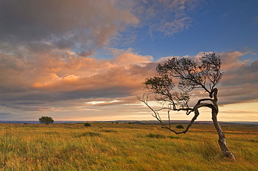 Twisted tree at dusk, Peak District National Park, Derbyshire, England, United Kingdom, Europe