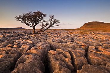 Tree growing through the limestone of White Scars at sunset, Ingleton, Yorkshire Dales National Park, England, United Kingdom