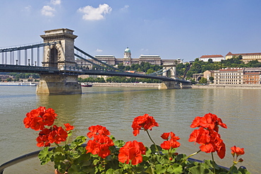 Red geraniums and the Chain Bridge (Szechenyi Lanchid) over the River Danube, with the Hungarian National Gallery, behind, UNESCO World Heritage Site, Budapest, Hungary, Europe