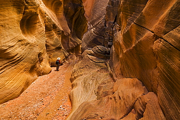 Hiker walking down the stream between eroded entrada sandstone slot canyon walls at Willis creek, Grand Staircase-Escalante National Monument, Kane County, Utah, United States of America, North America