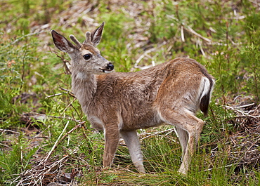 Mule deer (Odocoileus hemionus), Mariposa Grove, Southern Yosemite, Yosemite National Park, Sierra Nevada, California, United States of America, North America