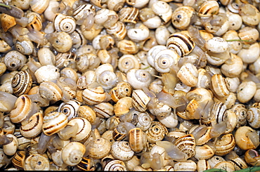 Spain, Andaloucia, Cadiz, The Market, Stall Selling Live Small Snails (Caracoles)