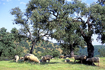 Spain, Andaloucia, Vicinity Of Cordoba, Sierra & Nature Park Of Hornachuelos