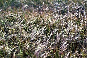 Spain, Andaloucia, Pueblos Blancos (White Villages) Road, Wheat Fileds