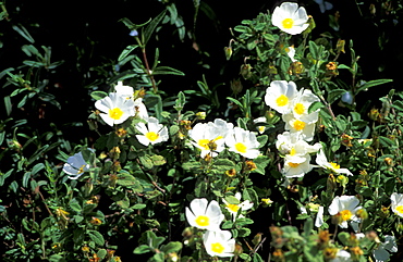 France, Corsica Island, Corse-Du-Sud, Porticcio Vicinity At Spring, Blossoming Broom