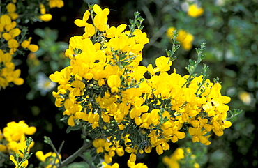 France, Corsica Island, Corse-Du-Sud, Porticcio Vicinity At Spring, Blossoming Broom