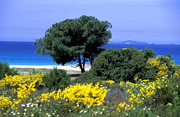 France, Corsica Island, Corse-Du-Sud, Porticcio Vicinity At Spring, Blossoming Broom