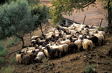 France, Corsica Island, Corse-Du-Sud, Propriano, J, C, Mondalini Pigs & Corsican Sheep Grower, Herd Of Ewes Returning At Dusk