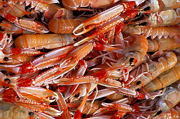 France, Corse Island, Haute-Corse, Calvi, Hotel & Restaurant La Villa, Proprietaire Jean-Pierre Pinelli, Langoustines Close-Up