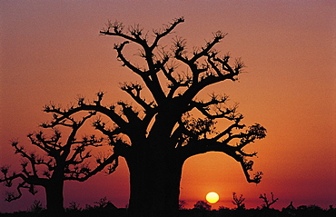 Senegal, Baobab Against Red Sky At Dusk