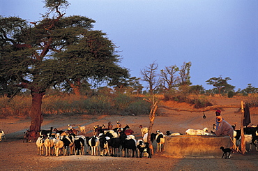 Senegal, Cayor, Wolof Village Of Garabouniass