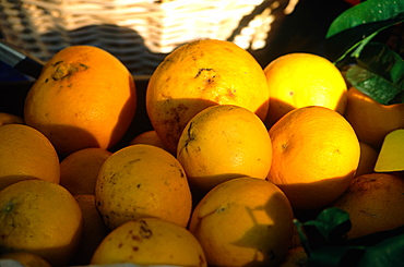 France, Provence Cote D'azur, Alpes Maritimes (06), Menton, Winter Oranges At The Market