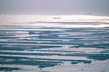 France, Brittany, Illeetvilaine(35), Cancale, Local Oysters Growing Site At Low Tide