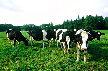 France, Touraine, Indreetloire (37), City Of Richelieu Built By Cardinal Richelieu In Xviith Century, Cows Grazing In A Field