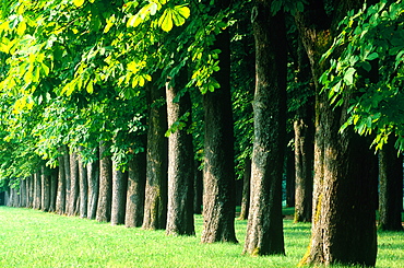 France, Touraine, Indreetloire (37), City Of Richelieu Built By Cardinal Richelieu In Xviith Century, Alley Of Horsechesnut Trees In The Castle Park