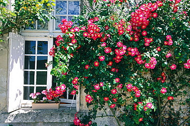 France, Touraine, Indreetloire (37), Window Framed With Roses