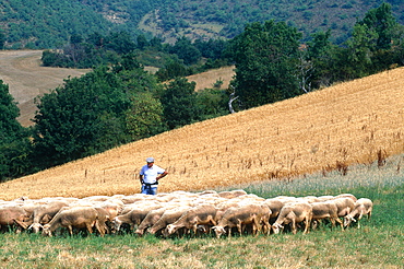 France, Midipyrenees, Aveyron (12), Roquefort Region, Herd Of Lacaune Sheep Grazing And Shepherd