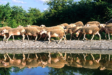 France, Midipyrenees, Aveyron (12), Roquefort, Herd Of Lacaune Sheep Drinking At A Lavogne