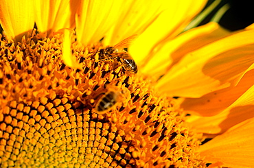 France, Burgondy, Cote D'0r (21), Closeup Of A Blossoming Sunflower With Bee At Work Gathering Pollen