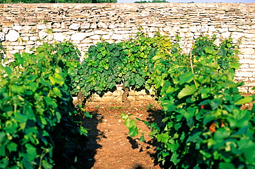 France, Burgondy, Cote D'or (21), Closvougeot Castle Winery, A Wall Separating The Vineyards And Vine