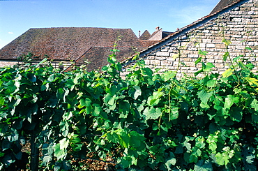 France, Burgondy, Cote D'or (21), Closvougeot Castle Winery, A Wall Separating The Vineyards And Vine