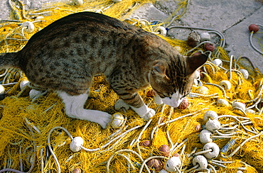 Croatia, Dalmatia, Dalmatian Coast, Split, Cat Seeking For Fish On Fishing Nets, Harbour Quay